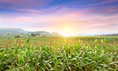 Young green corn growing on the field at sunset. Young Corn Plants. Corn grown in farmland, cornfield. Beautiful and colourful sunset scenery in rural countryside environment.