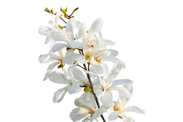 Naklejka na ściany i meble Beautiful branch of blooming magnolia tree isolated on white