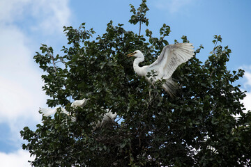 Great White Egret (Ardea alba)