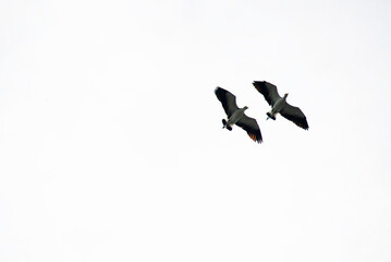 Masked Lapwing (Vanellus miles)