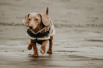 Dapple Dachshund on Rocky Monochromatic Tofino Shoreline 