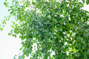 Fototapeta na wymiar Tree branches with fresh green leaves in park