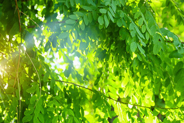Fototapeta na wymiar Green tree branches with fresh leaves in park on sunny day
