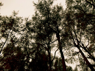 creepy tree