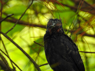 newborn bird in a tree