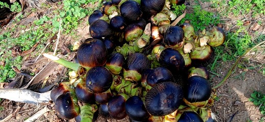 Nungu, panai nungu, panai maram