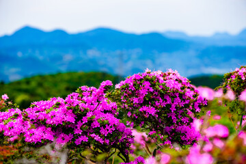 経塚山のミヤマキリシマ