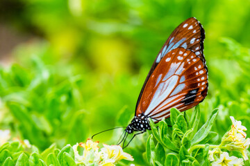 法花寺のアサギマダラ
