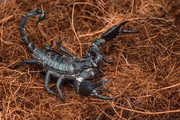Black scorpion with big claws