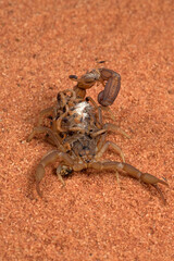 Scorpion brings babies on her back