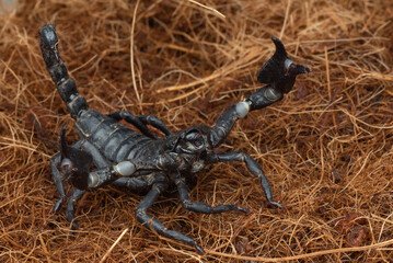 Black scorpion with big claws