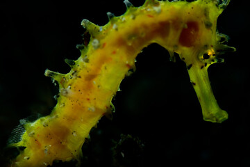 A yellow seahorse resting on the bottom of the sea