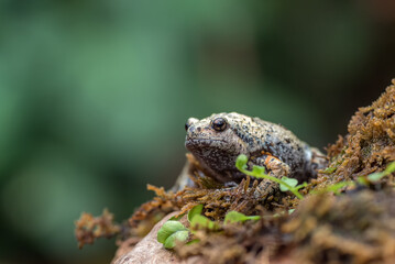  smooth-fingered narrow-mouthed frog in the moss