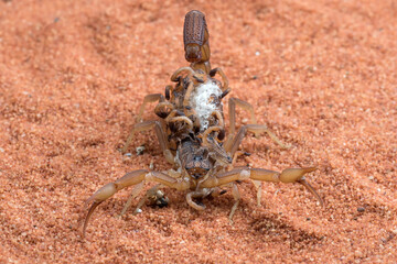 Scorpion brings babies on her back