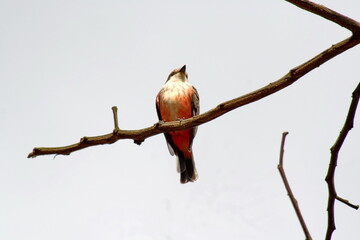 Female vermilion flycatcher (Pyrocephalus rubinus) perched in a tree on a farm in the Intag Valley outside of Apuela, Ecuador