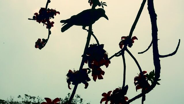 A crow is extracting honey from some Shimul or Red silk-cotton tree flowers. A view of a bird and a flowering tree against sunlight. 