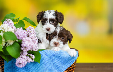 Two Yorkshire Terrier puppies sitting in a wicker basket with lilac flowers and a knitted blue plaid on a bright spring background