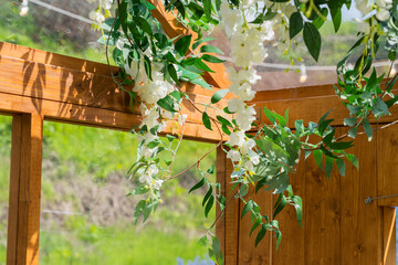 White wisteria flowers hanging at the wooden house in the garden. A Woman standing holding a summer hat