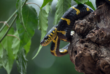 The gold-ringed cat snake in defensive mode