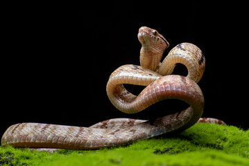 Banded keeled slug snake, Pareas carinatus