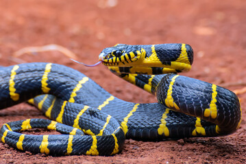 The gold-ringed cat snake in defensive mode