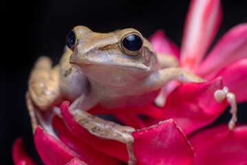 Javan tree frog on red flowers