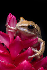Javan tree frog on red flowers