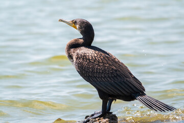 Great cormorant, Phalacrocorax carbo, standing on a stone on the sea shore.