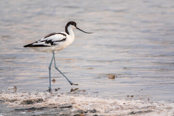 Water bird pied avocet, Recurvirostra avosetta, feeding in the lake. The pied avocet is a large black and white wader with long, upturned beak