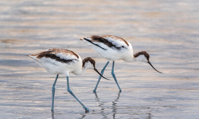 Two water birds pied avocet, Recurvirostra avosetta, feeding in the lake. The pied avocet is a...