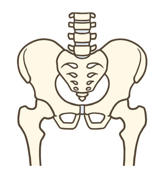 骨盤と股関節(前面)、腰椎、椎間板、寛骨、仙骨、腸骨、恥骨、坐骨