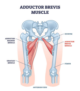 Adductor brevis muscle with hips and leg skeletal system outline diagram. Labeled educational scheme with medical magnus and gracilis muscular location and ischium or femur bones vector illustration.