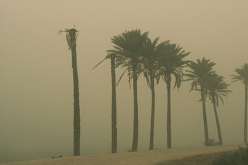 photo of sandstorm in iraq - obrazy, fototapety, plakaty