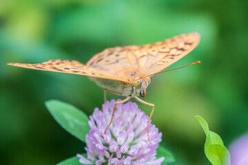 The dark green fritillary butterfly collects nectar on flower. Speyeria aglaja is a species of butterfly in the family Nymphalidae.