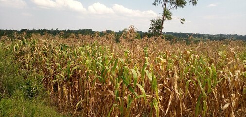 Obraz premium maize plantation