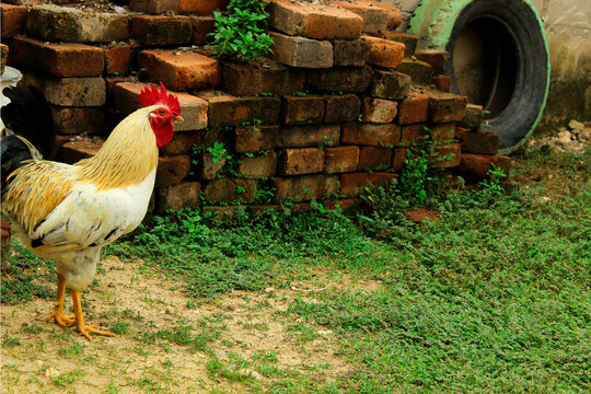 Gallo, Cresta Roja, ladrillos, campo 