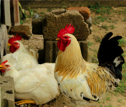 Gallo y dos gallinas blancas, gallo, gallinas, cresta, criollo