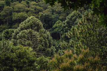 Green Forest Trees
