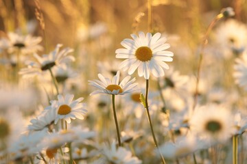 Daisies on a spring meadow at dusk - 506762180