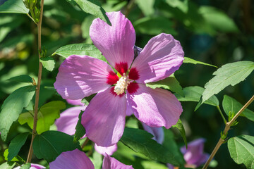 Pink flowers of Hibiscus moscheutos plant close-up. Hibiscus moscheutos, swamp hibiscus,