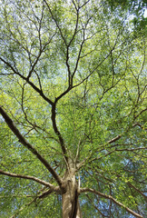 Landscape the big tree with blue sky in nature