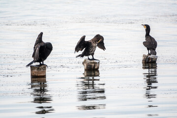 A flock of cormorants sits on a old sea pier
