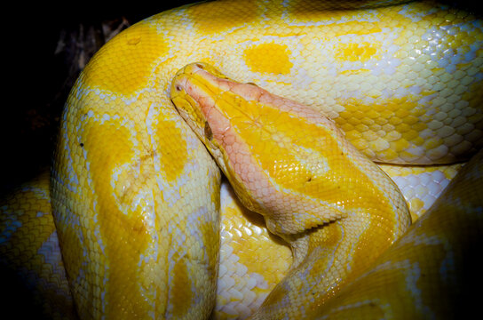 Golden Thai Python or Python molurus bivittatus