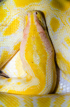 Golden Thai Python or Python molurus bivittatus