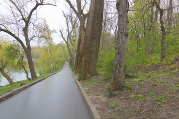 Beautiful trees near an asphalt path after a rain in spring