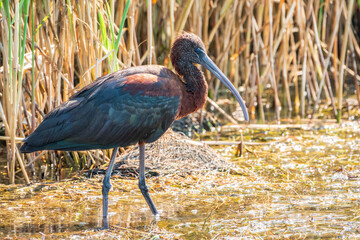 The glossy ibis, latin name Plegadis falcinellus, searching for food in the shallow lagoon.