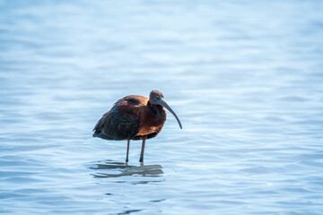 The glossy ibis, latin name Plegadis falcinellus, searching for food in the shallow lagoon.