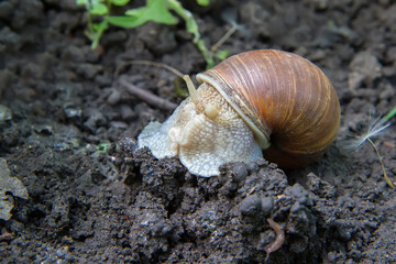 A brown snail close-up against the background of the ground.