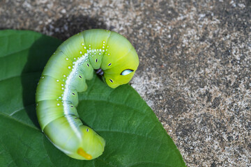 Closeup Caterpillar on leaves on concrete floor