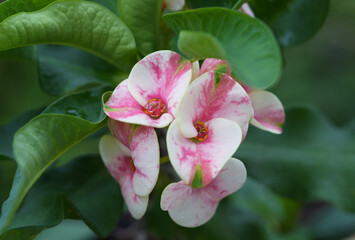 Closeup pink and white Euphorbia milii , Crown of Thorns and leaf in garden